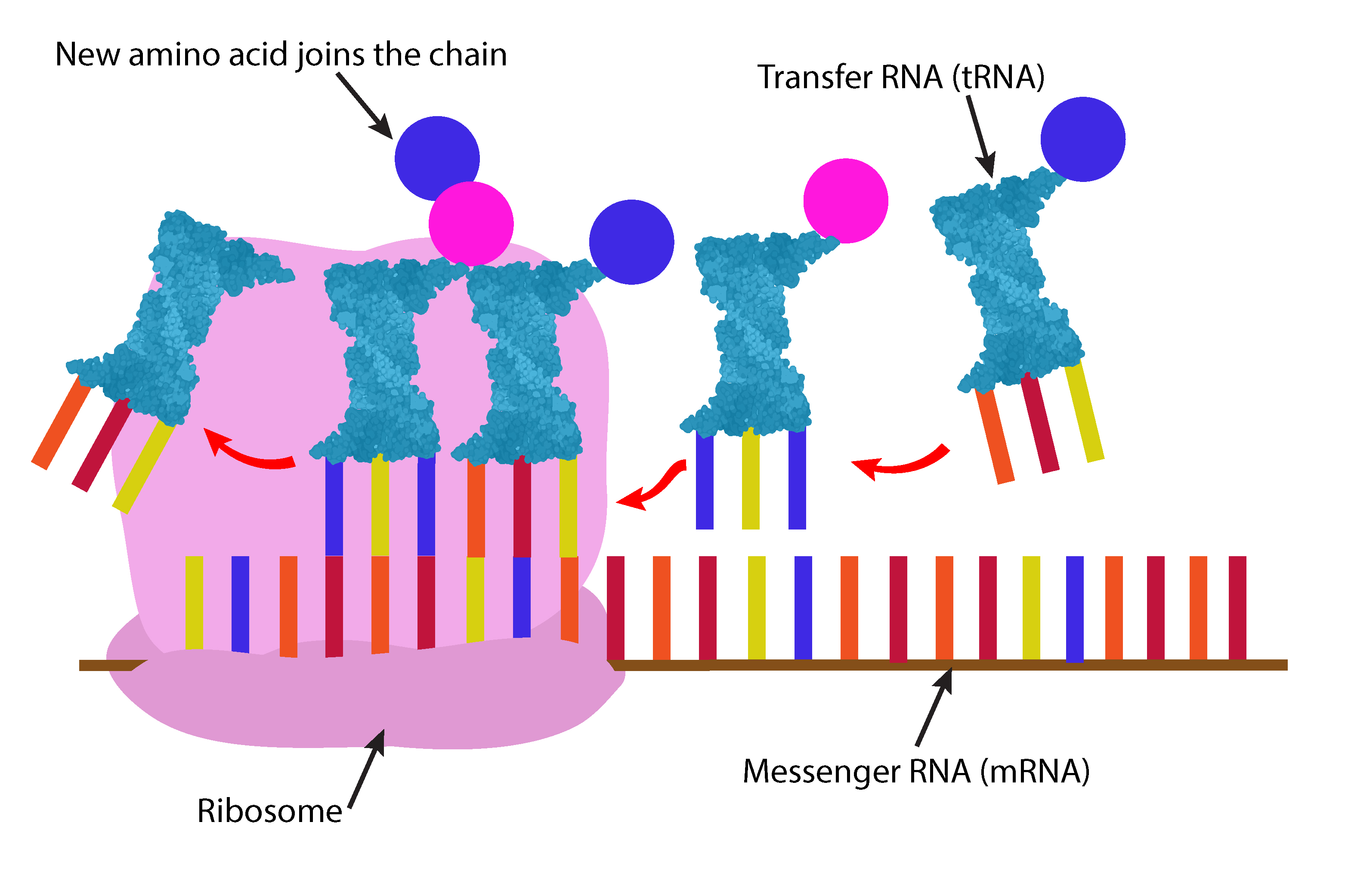 Amino acid chains form as the ribosome moves along the mRNA attaching tRNA as it goes